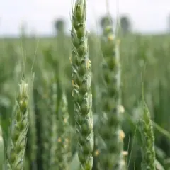Ile nawozu na 1 ha zboża – uniknij błędów w nawożeniu i zwiększ plony