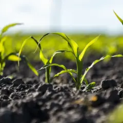 Ile nawozu na kukurydzę? Kluczowe informacje dla wysokich plonów