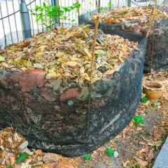 Czy liście dębu nadają się na kompost? Poznaj zalety i wady