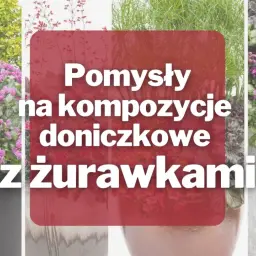 Pomysły na kompozycje doniczkowe z żurawkami. Zobacz, co posadzić między żurawkami, by stworzyć piękne aranżacje.