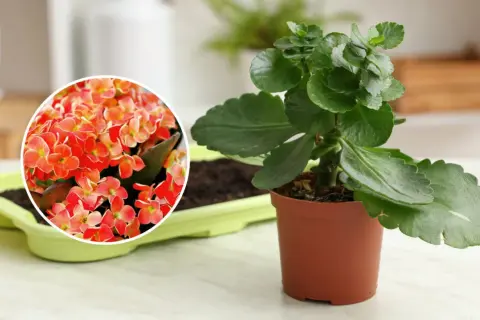 Kalanchoe queen w doniczce, obok zielonej osłonki z ziemią. W okręgu zbliżenie na jej pomarańczowo-czerwone kwiaty.