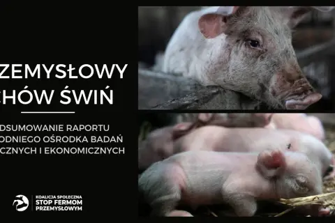 Hodowla świń jak się nazywa - poznaj właściwe terminy i znaczenie