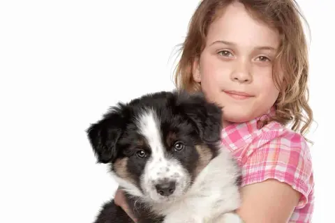 Ile kosztuje border collie z hodowli? Sprawdź, co wpływa na cenę