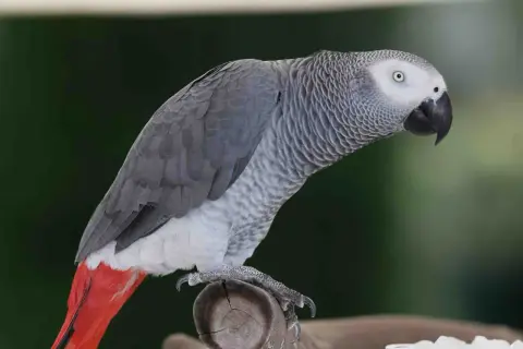 Szara papuga żako z czerwonym ogonem siedzi na gałęzi. Zastanawiasz się nad papuga żako cena?