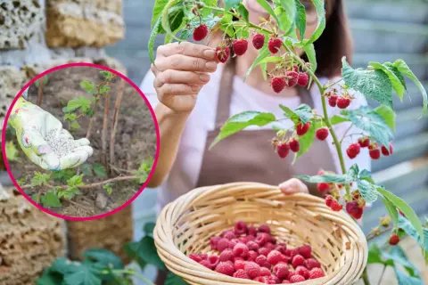 Ręka w rękawiczce z granulatem do nawożenia malin, obok koszyk pełen dojrzałych malin.