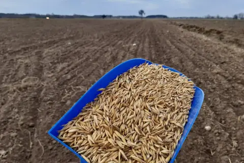 Jaki nawóz siać pod owies, aby uzyskać najwyższe plony?