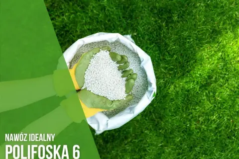 Ręce w rękawiczkach trzymają nawóz polifoska na trawnik. Zielona trawa i białe granulki nawozu.