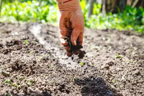 Dłoń rozsypuje żyzny humus ziemia, przygotowując grządki do sadzenia.