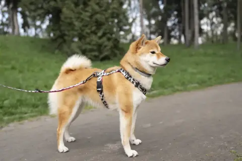 Shiba Inu o charakterze niezależnym, z podwiniętym ogonem, na spacerze w parku.