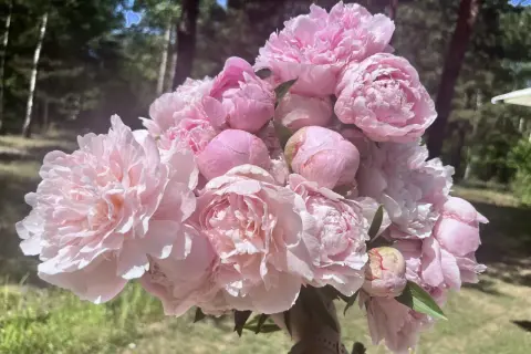 Piwonia Sarah Bernhardt w pełnym rozkwicie, bukiet różowych, puszystych kwiatów na tle zieleni.