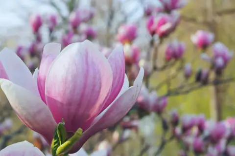 Piękna, różowa magnolia, jedna z wielu odmian kwitnących wiosną.