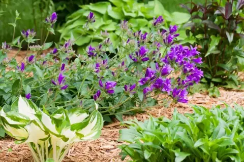 Fioletowe dzwonki, czyli campanula po przekwitnięciu, tworzą bujne kępy wśród zieleni.