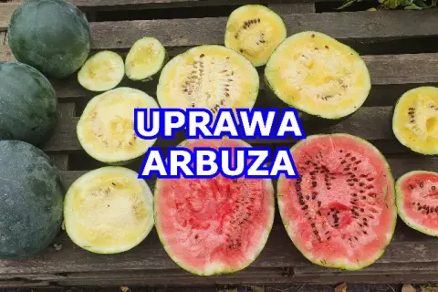 Jak skutecznie uprawiać arbuz Rosario F1 w polskim klimacie