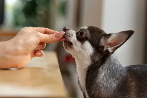Dłoń podaje smakołyk małemu psu rasy chihuahua.