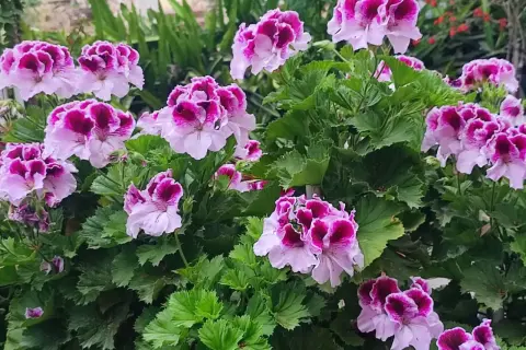 Kwitnące pelargonie, które wyglądają jakby były odżywione domowym nawozem.