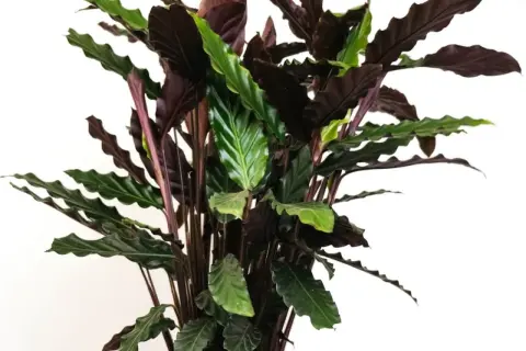 Kwiat calathea z ciemnymi, falowanymi liśćmi i zielonymi akcentami.