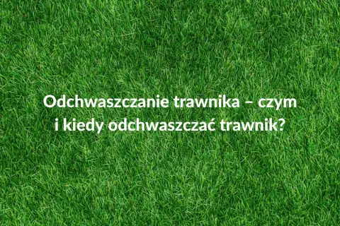 Kiedy opryskiwać chwasty na trawniku, aby uniknąć ich rozprzestrzenienia?
