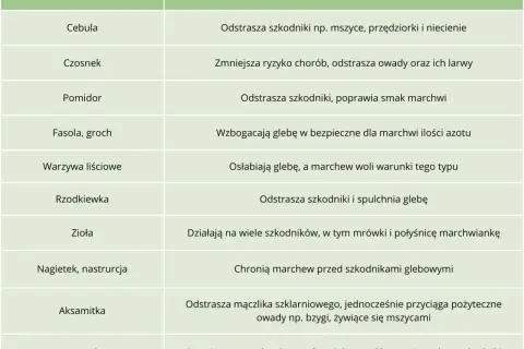 Tabela podpowiada, co siać obok marchwi: cebula, czosnek, pomidor, fasola, zioła, nagietek, aksamitka, lawenda.