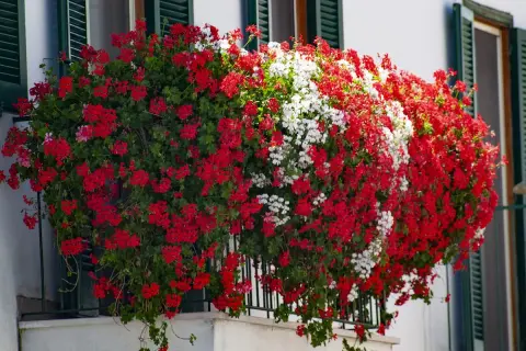 Kaskadowa pelargonia w czerwonych i białych kwiatach ozdabia balkon, tworząc barwny wodospad zieleni i barw.