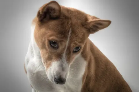 Uroczy basenji z rudym futrem i białym znaczeniem na piersi, zamyślony. Zastanawiasz się nad basenji cena?