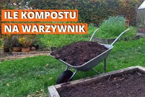 Ile kompostu do ziemi? Kluczowe wskazówki dla zdrowego ogrodu