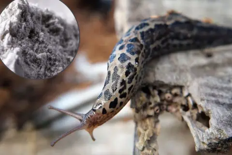 Mączka bazaltowa na ślimaki – naturalny sposób na ochronę ogrodu. Ślimak plamisty na drewnie.