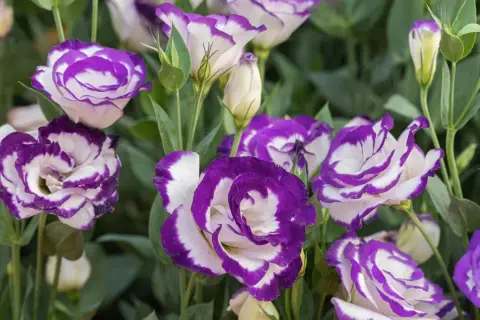 Urocza eustoma w doniczce, z fioletowo-białymi płatkami, tworzy piękny bukiet.