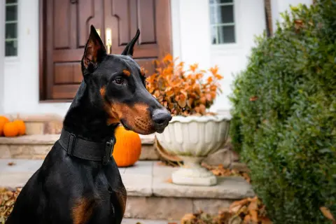 Czarny doberman, jeden z najlepszych psów obronnych, czujnie obserwuje otoczenie przed domem, ozdobionym dyniami i jesiennymi liśćmi.
