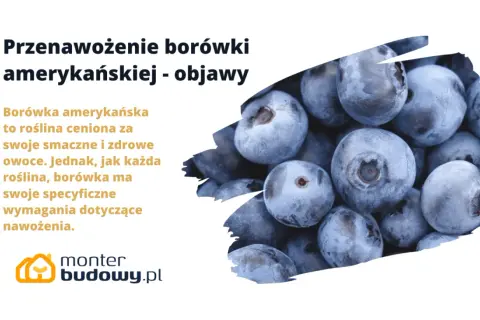 Zbliżenie na grupę dojrzałych, niebieskich borówek amerykańskich.