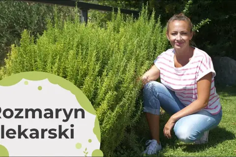 Jak uprawiać rozmaryn w Polsce - sekrety udanej uprawy i pielęgnacji