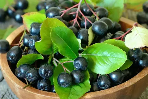 Aronia właściwości zdrowotne w pełnej krasie. Ciemne owoce aronii z zielonymi liśćmi w drewnianej misce.