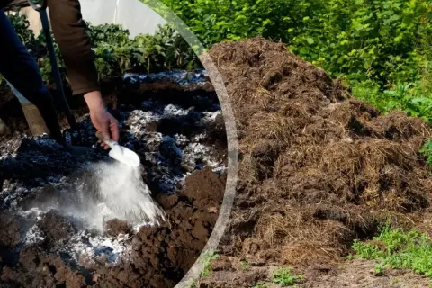 Ręka rozsypuje wapno gaszone na ziemi, obok sterta kompostu.