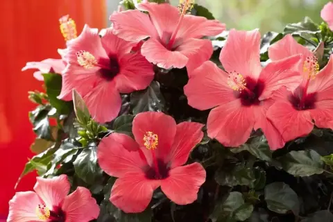 Piękny kwiat hibiskus w doniczce, z pąkami i ciemnozielonymi liśćmi, rozkwita w odcieniach koralu.