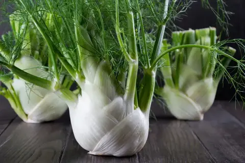 Kilka białych, cebulastych fenkułów z zielonymi, pierzastymi liśćmi na ciemnym drewnianym tle. Fenkuł co to? To aromatyczne warzywo.