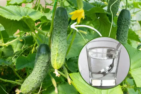 Ogórki na krzaku, obok szklanka z wodą i łyżeczką, sugerująca podlewanie ogórków wodą z cukrem dla lepszego wzrostu.