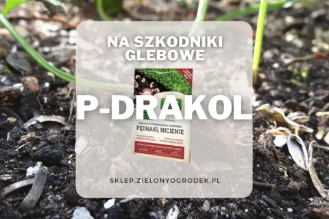 P-Drakol - mikrobiologiczny preparat doglebowy na pędraki i nicienie. Chroni trawnik i stymuluje rozwój korzeni.