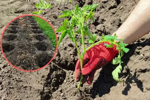 Sadzenie pomidorów. W okręgu widać dołki na rozsadę, a ręka w czerwonej rękawicy sadzi młodą roślinę. Jaki obornik pod pomidory?