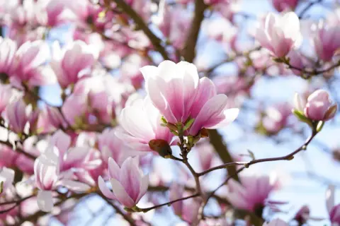 Delikatne, różowe kwiaty magnolii na tle błękitnego nieba. Czego nie lubi magnolia? Zbyt ostrego słońca, które może przypalić jej płatki.