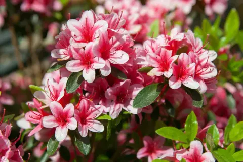 Kwiat rododendron w pełnym rozkwicie, z delikatnymi różowymi płatkami i ciemniejszymi środkami.