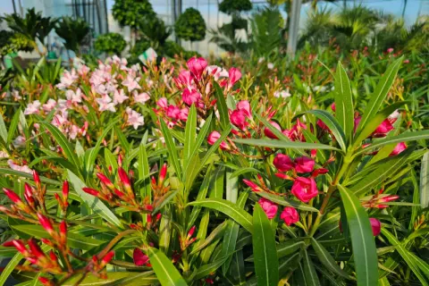 Kwitnący oleander w odcieniach różu i czerwieni, tworzący barwny dywan. Różne oleander kolory zachwycają w szklarni.