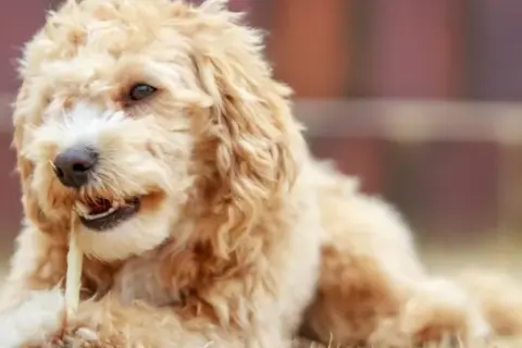 Ile kosztuje maltipoo z hodowli? Ceny, które mogą zaskoczyć
