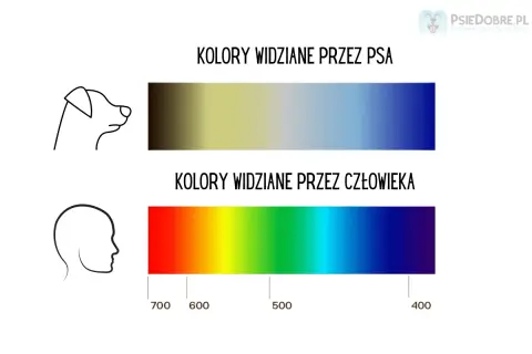 Porównanie barw: pies widzi świat w odcieniach żółci i niebieskiego, człowiek dostrzega pełne spektrum od czerwieni do fioletu.