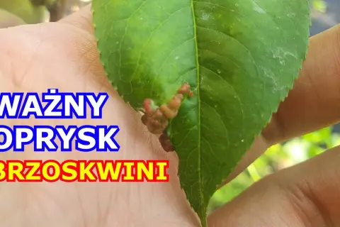 Kiedy opryskiwać brzoskwinie, aby uniknąć chorób i szkodników?