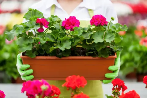 Ręce w zielonych rękawiczkach trzymają doniczkę z kwitnącymi pelargoniami. Idealny czas, kiedy sadzić pelargonie, to wiosna.
