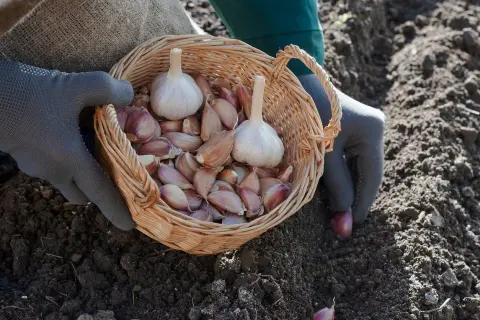 Ręce w rękawiczkach trzymają koszyk z główkami i ząbkami czosnku, gotowe do sadzenia. Wiosna to idealny czas, kiedy sadzić czosnek.