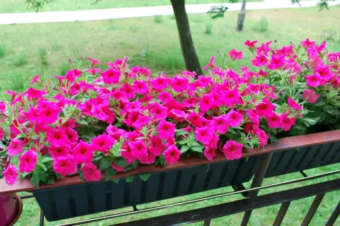 Piękna petunia vista w intensywnym różowym kolorze kwitnie obficie w skrzynce balkonowej, tworząc barwny widok.