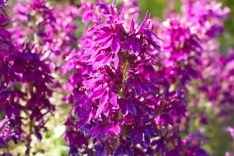 Intensywnie fioletowy lobelia kwiat tworzy kaskadę barw na tle rozmytego ogrodu.