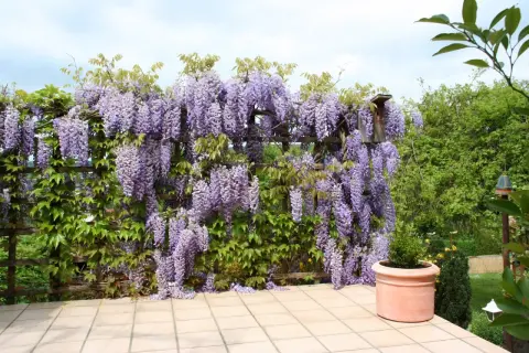 Kwiaty wisterii zwisają kaskadami. Idealny czas, by pomyśleć, wisterię kiedy sadzić, by cieszyć się takim widokiem.
