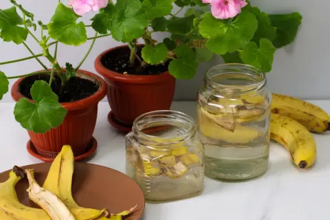 Domowa gnojówka z bananów w słoikach, obok kwitnące pelargonie i świeże banany.