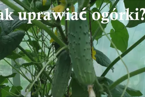 Jak uprawiać ogórki w szklarni - unikaj najczęstszych błędów